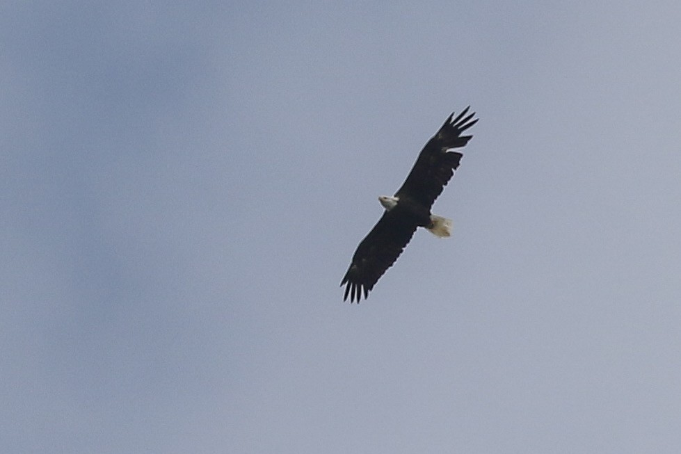 Bald Eagle - ML173953671