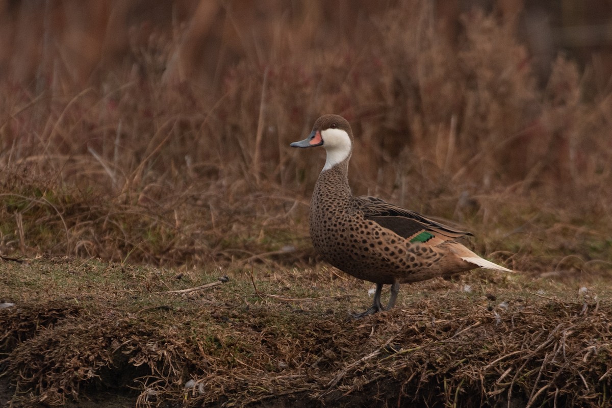 White-cheeked Pintail - ML173954211