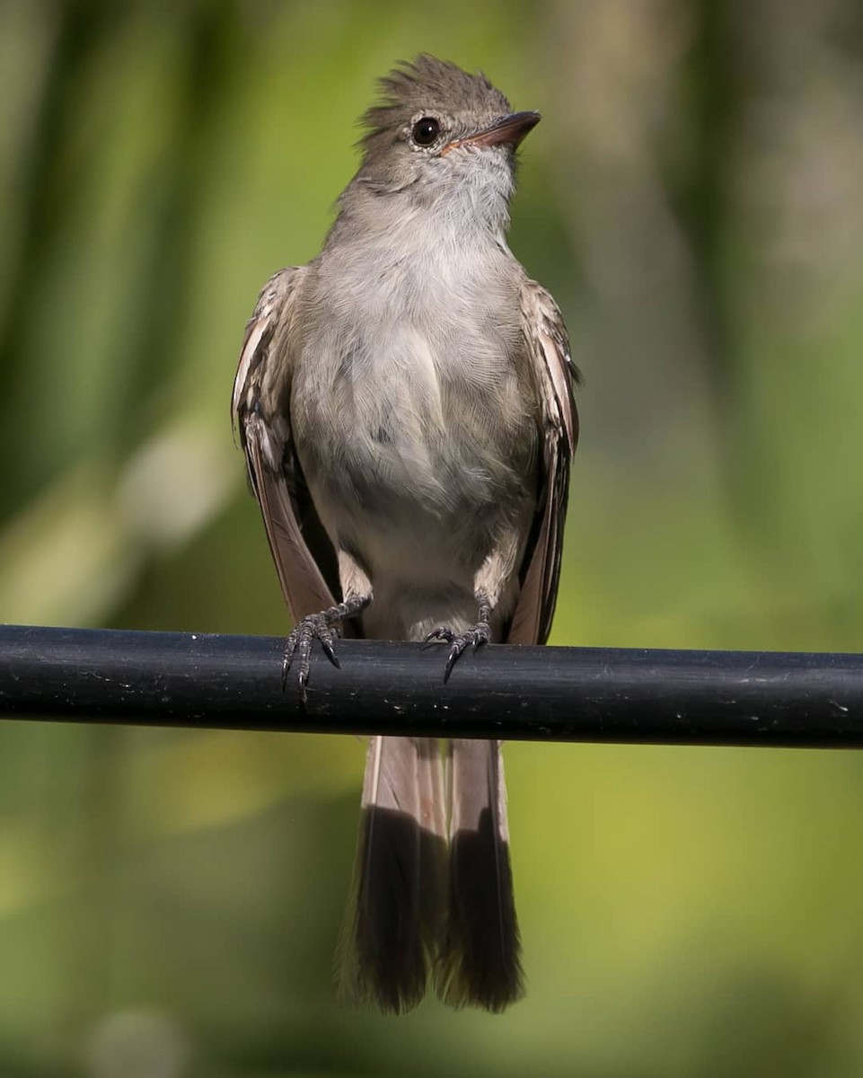 Caribbean Elaenia - ML173957431