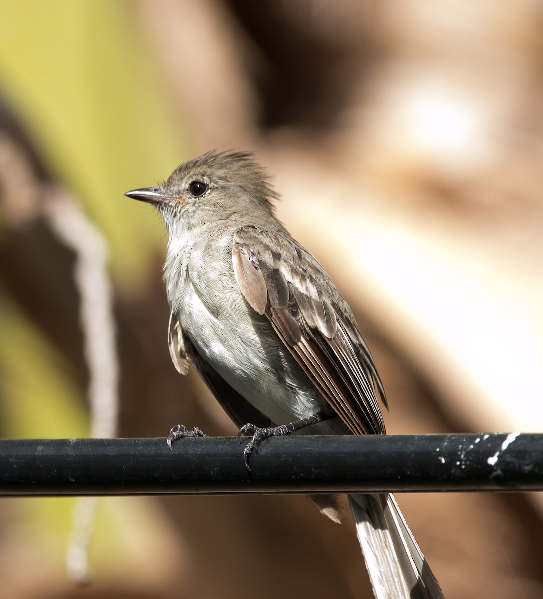 Caribbean Elaenia - ML173957441