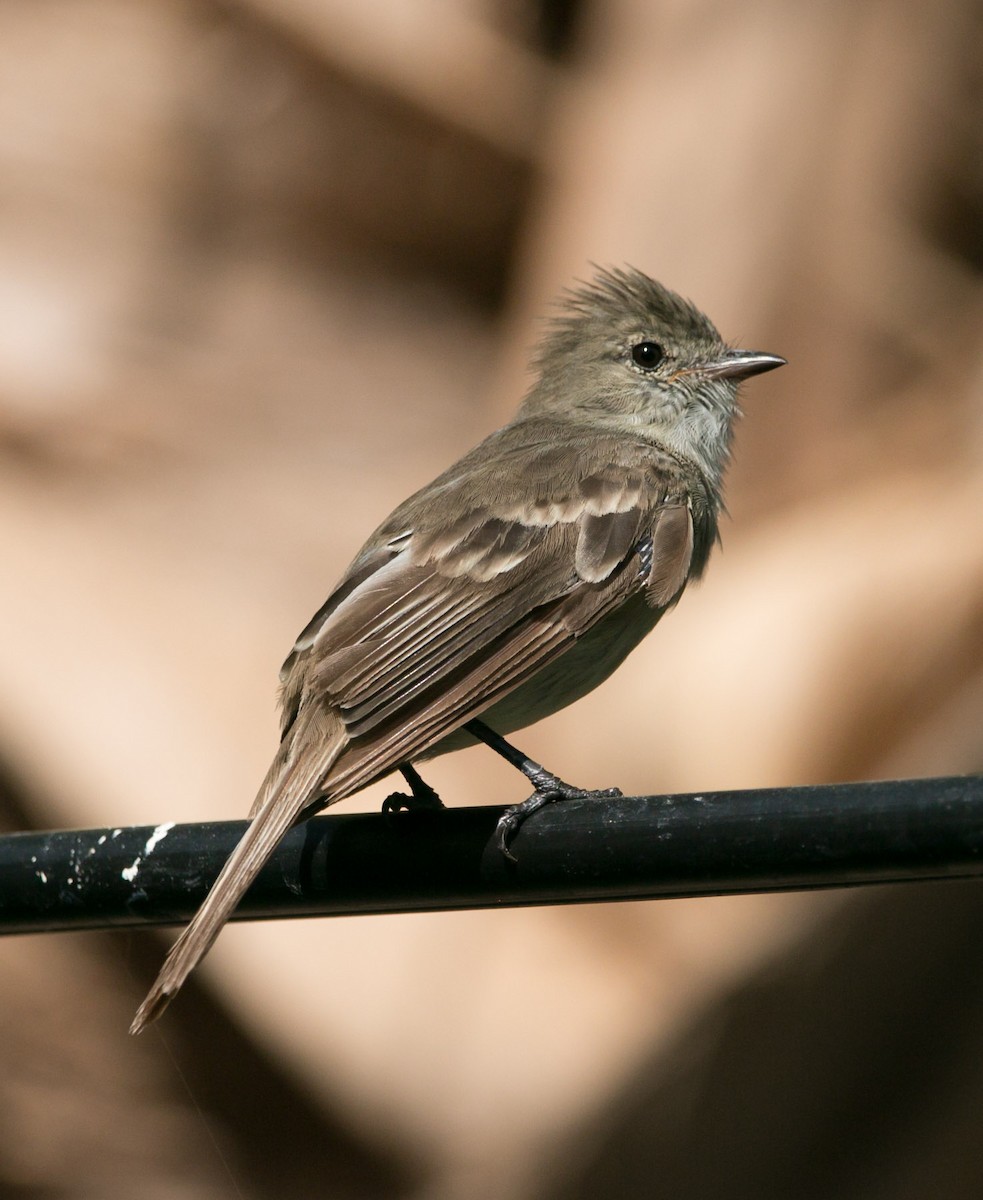 Caribbean Elaenia - ML173957471