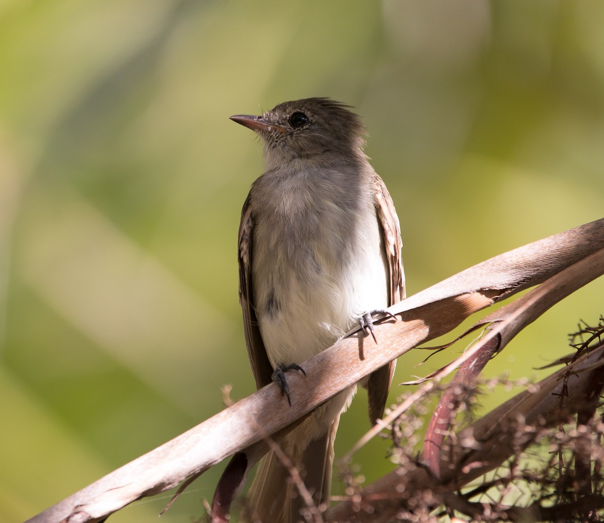 Caribbean Elaenia - ML173957501