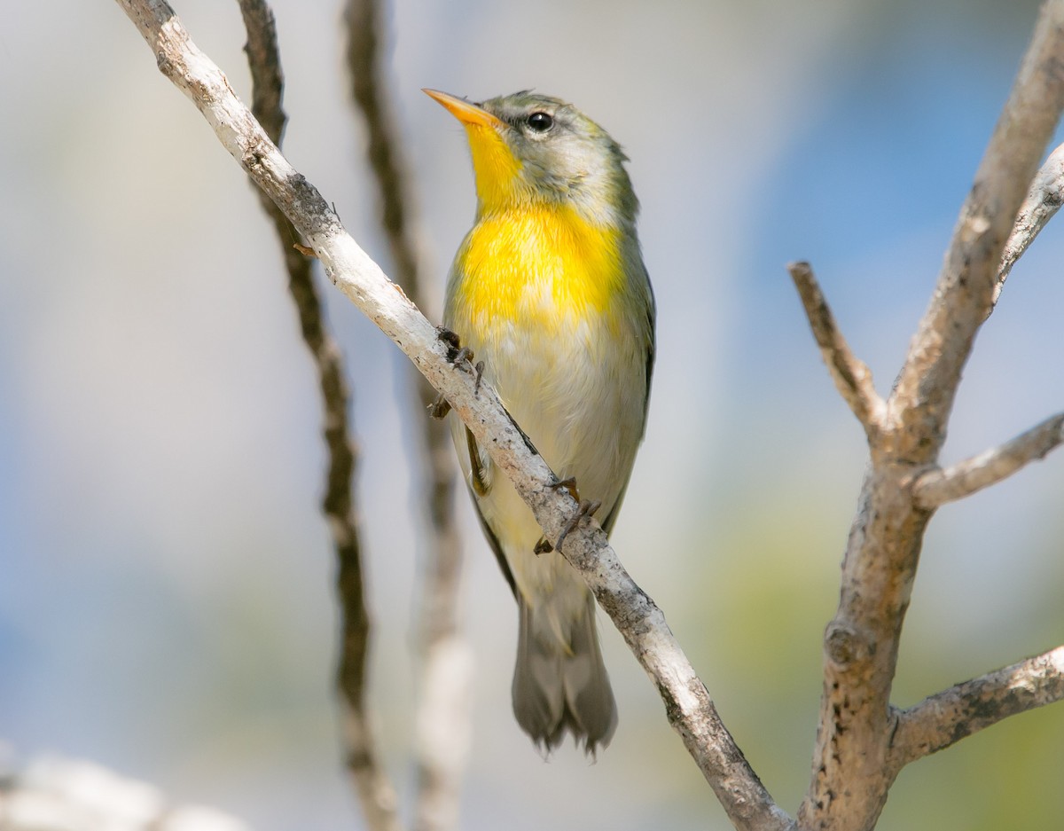 Northern Parula - Isaias Morataya