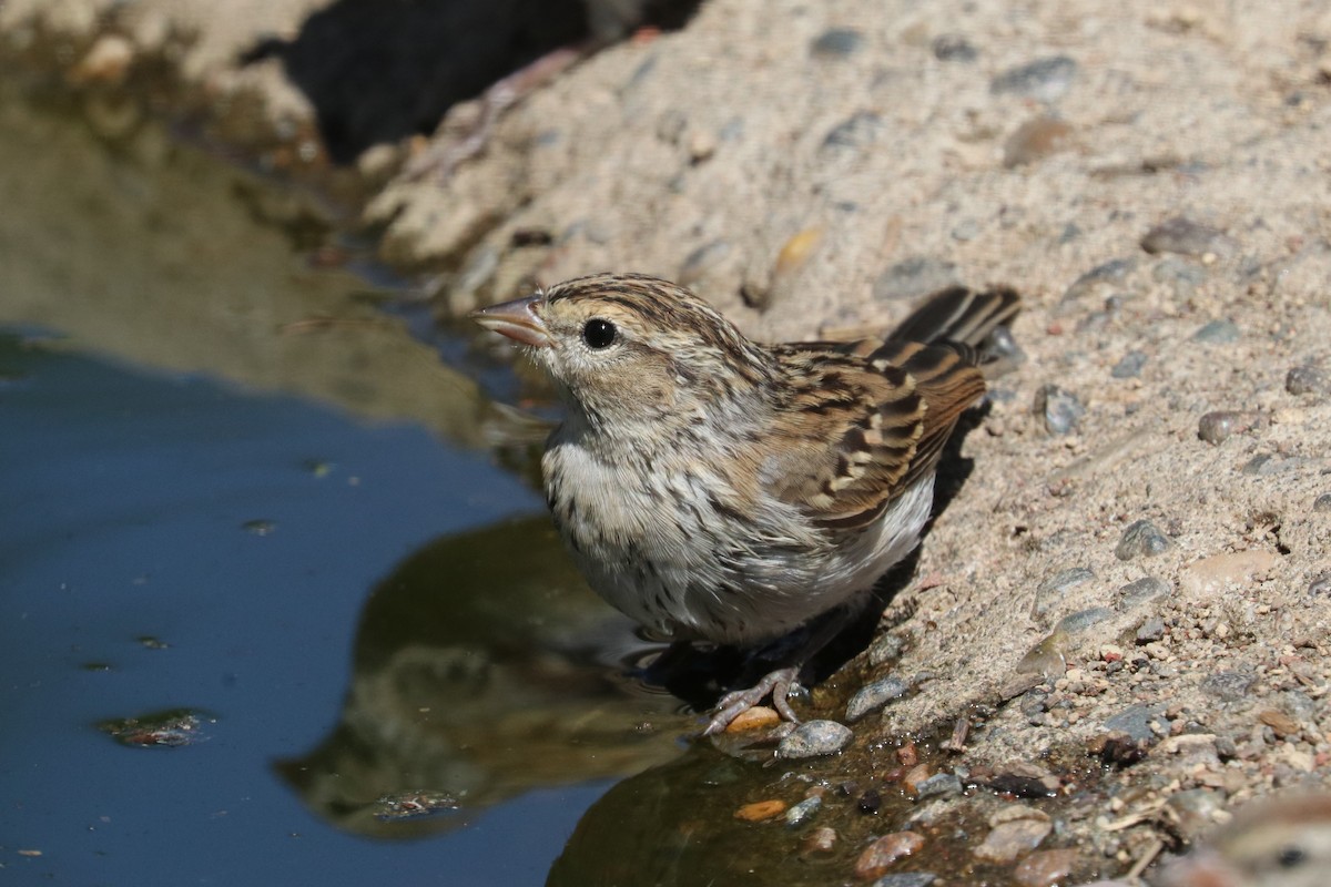 Chipping Sparrow - Chuck Gates