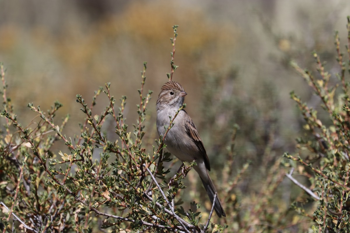 Brewer's Sparrow - Chuck Gates