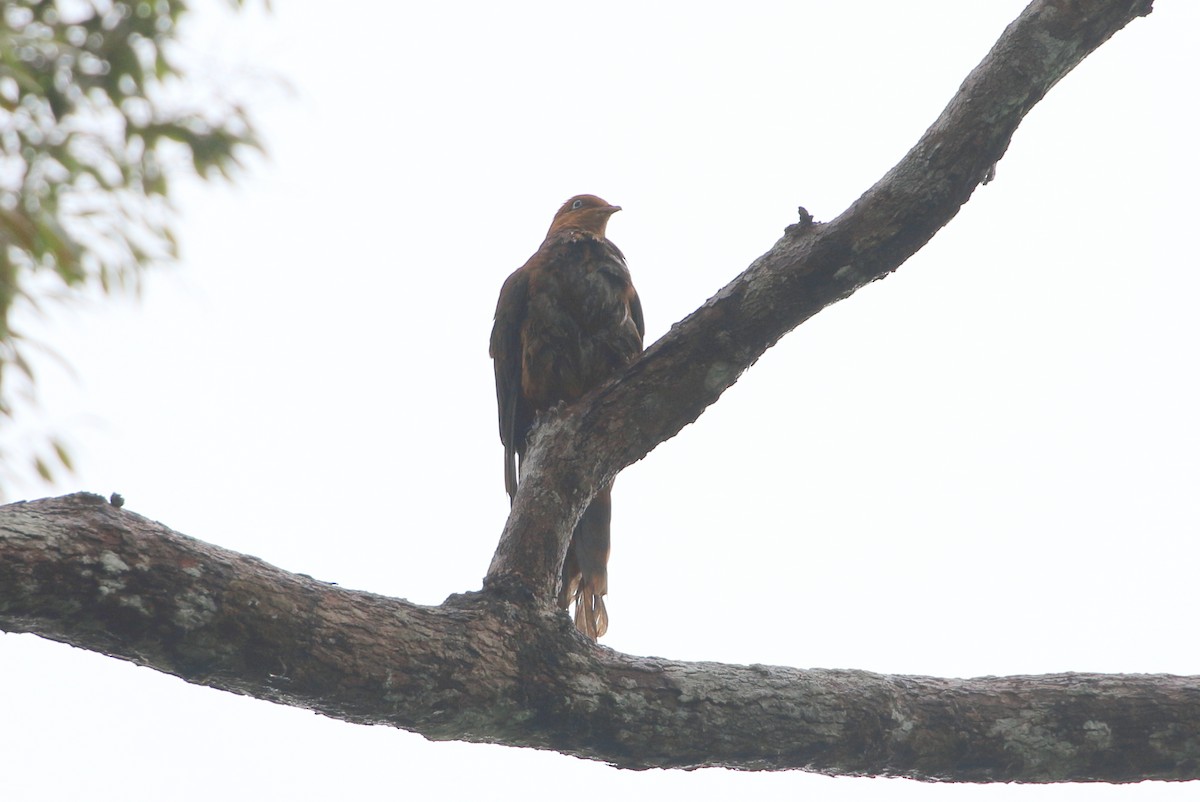 Little Cuckoo-Dove - ML173959571