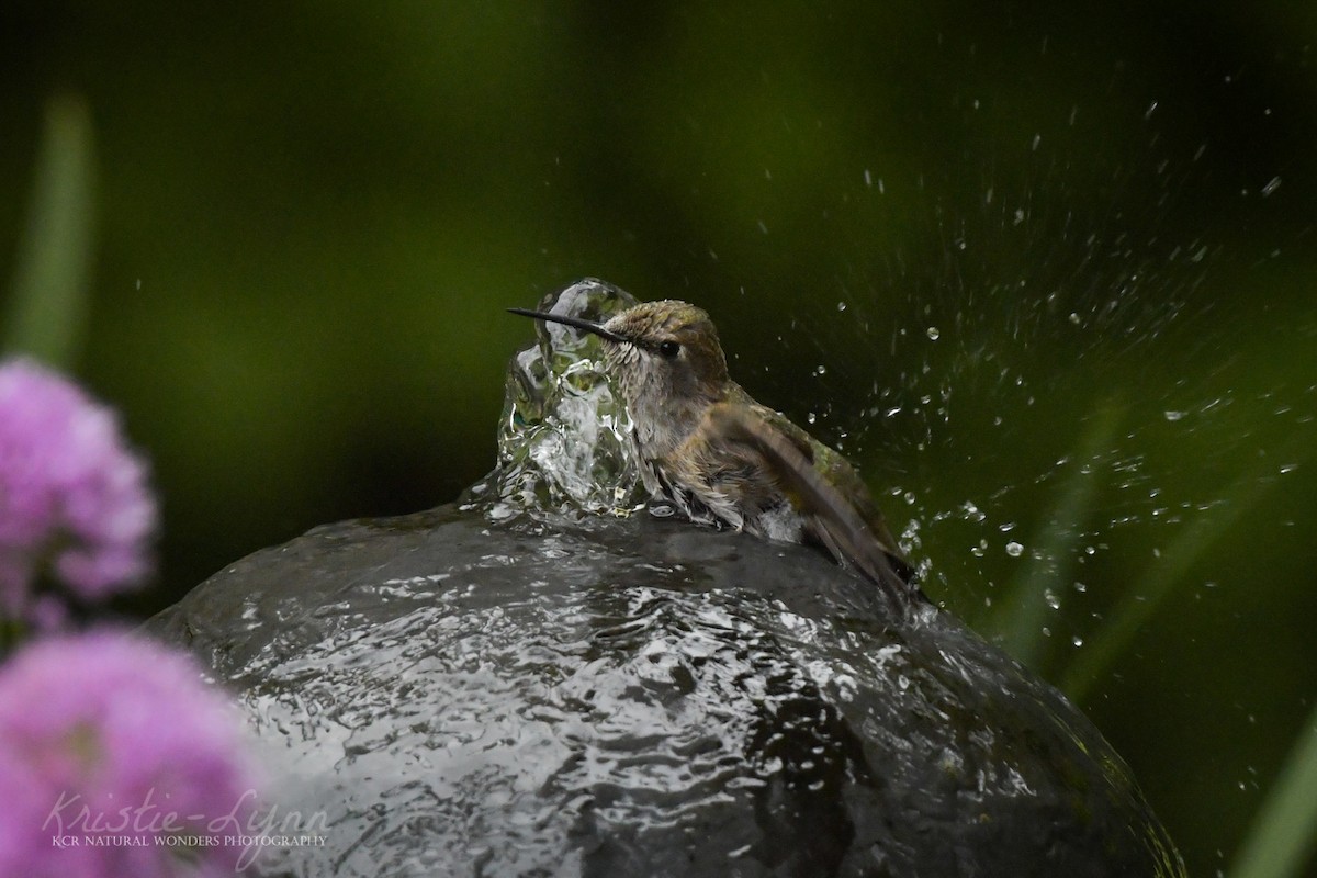 Anna's Hummingbird - ML173960081