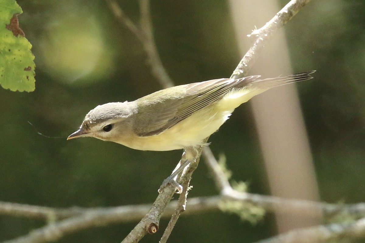 Warbling Vireo - ML173960561