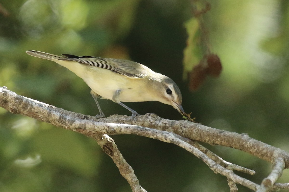 Warbling Vireo - ML173960571