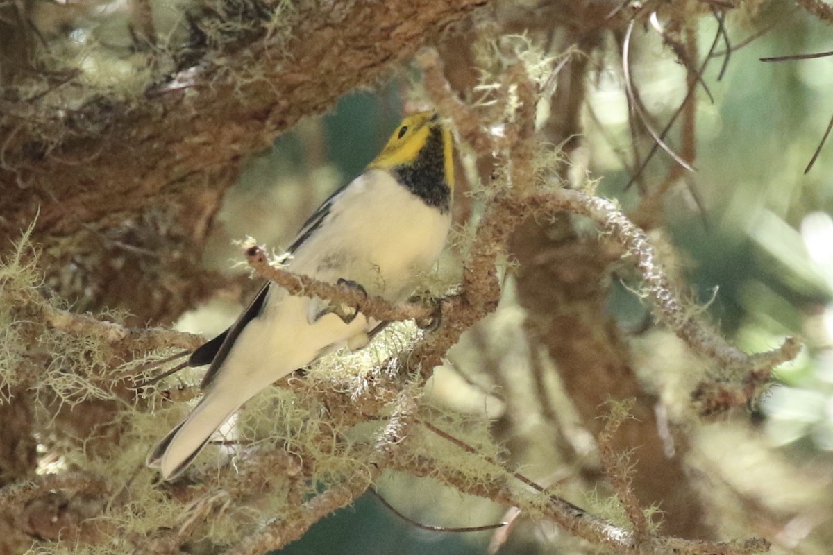 Hermit Warbler - ML173960711