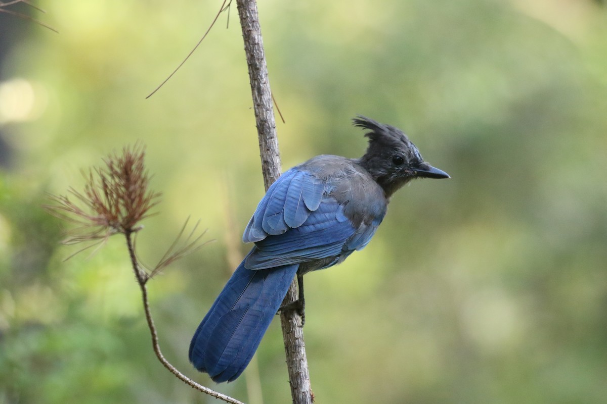 Steller's Jay - ML173960961