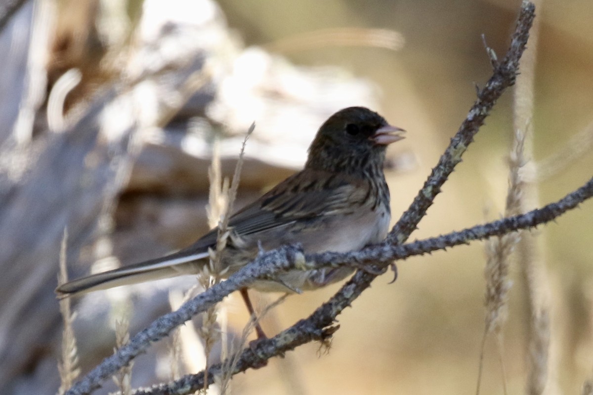 Junco Ojioscuro (grupo oreganus) - ML173960981