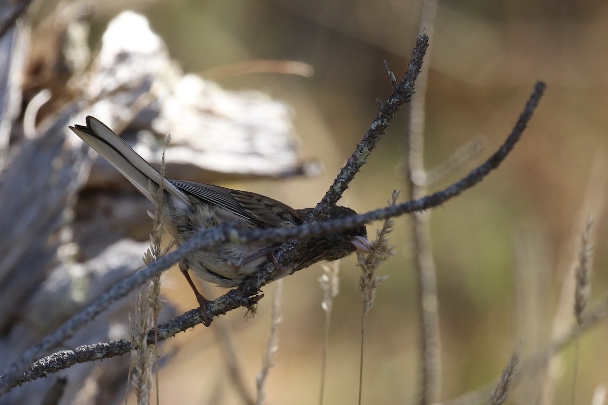 strnadec zimní [skupina oreganus] - ML173961001