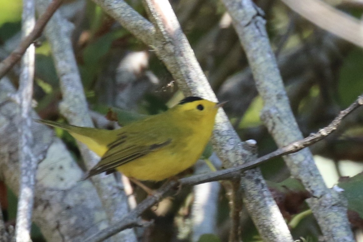 Wilson's Warbler - ML173961081