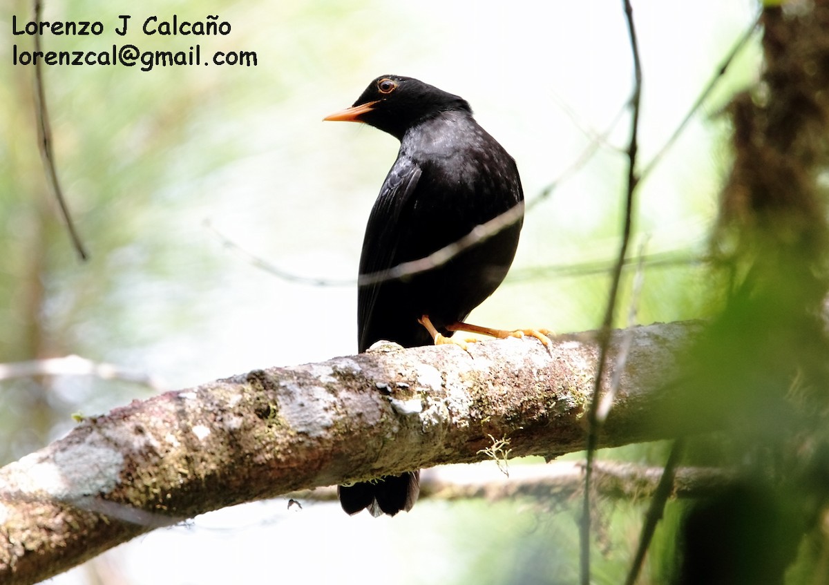 Glossy-black Thrush - ML173962671