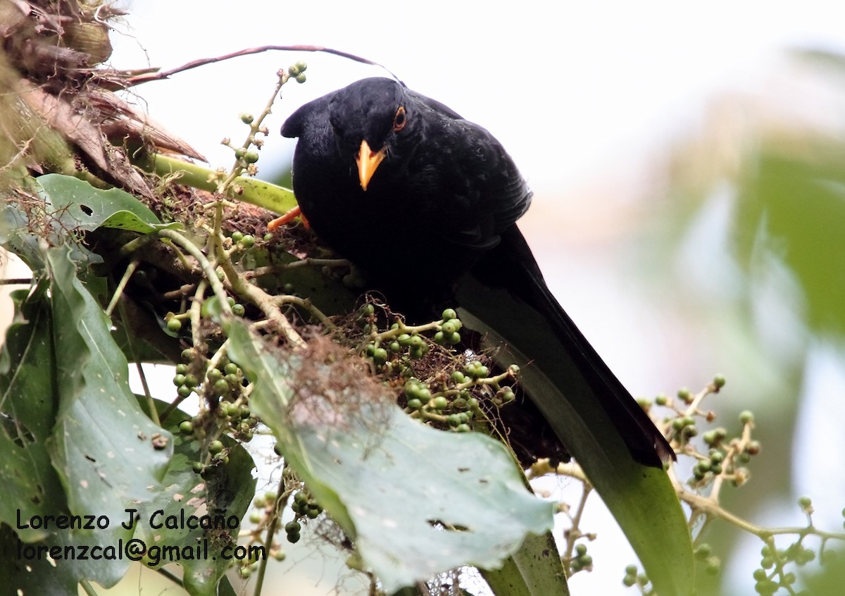 Glossy-black Thrush - Lorenzo Calcaño