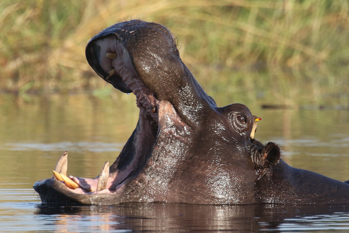 Yellow-billed Oxpecker - ML173963871