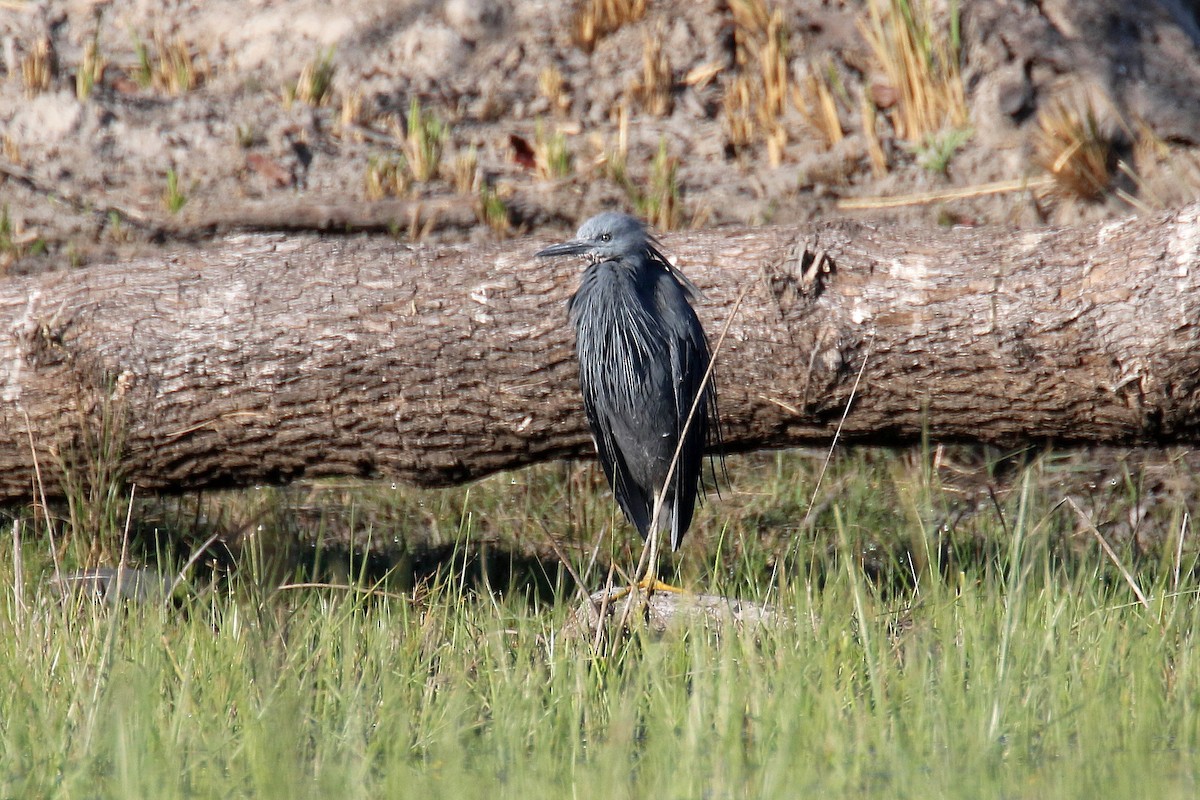 Slaty Egret - ML173963991