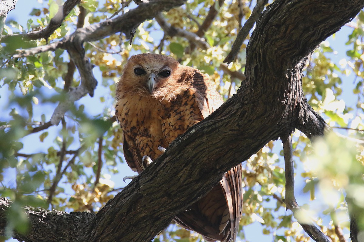 Pel's Fishing-Owl - ML173964121