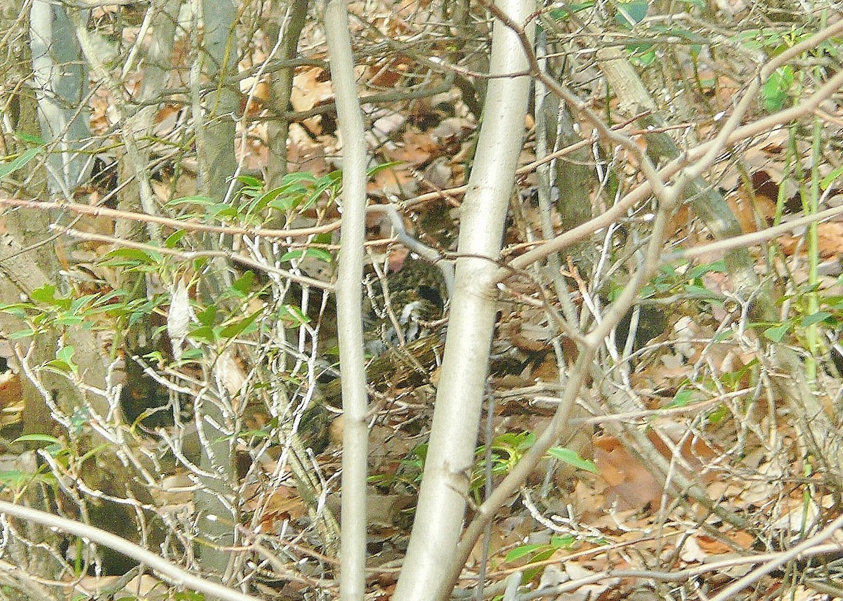 Gélinotte huppée - ML173964251