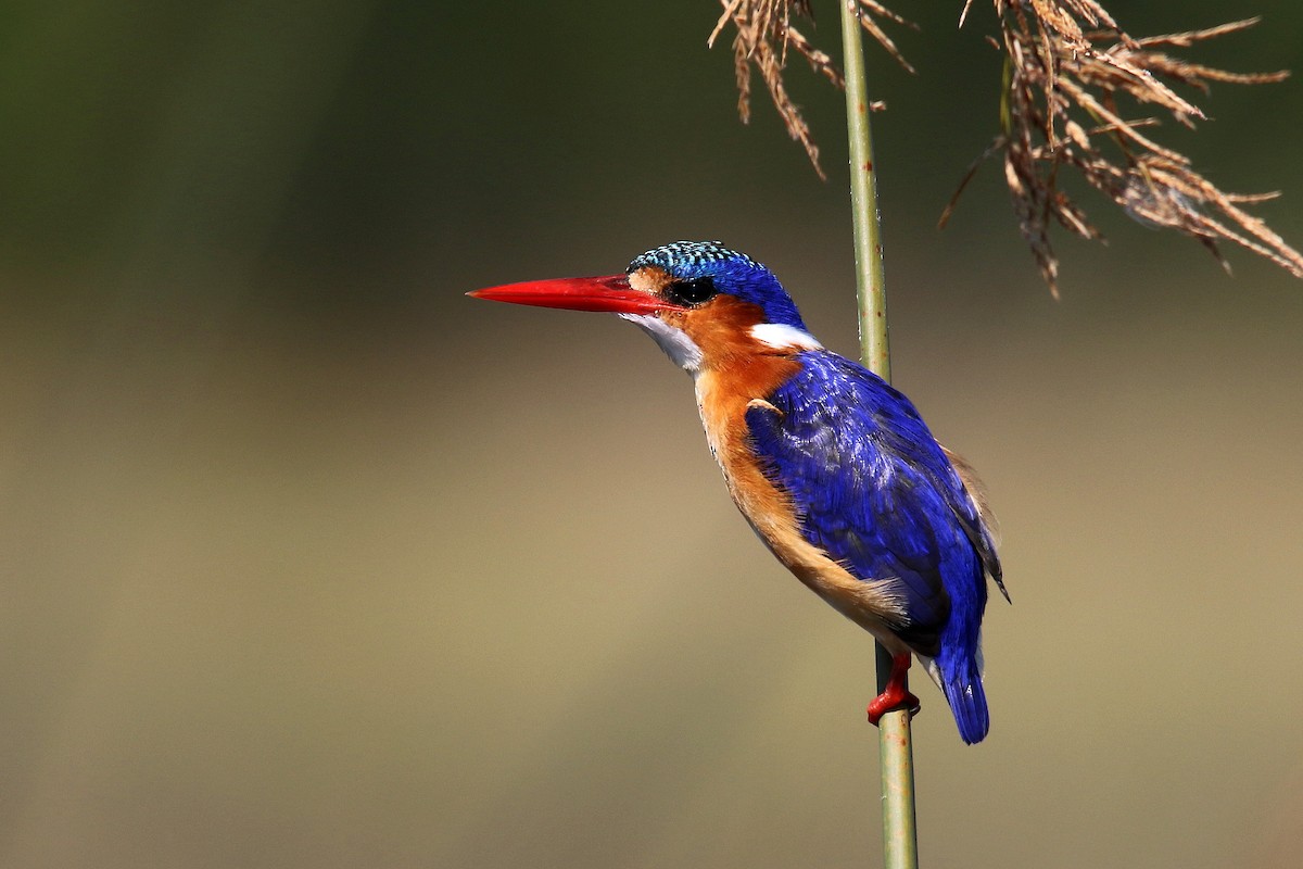 Malachite Kingfisher - ML173964311