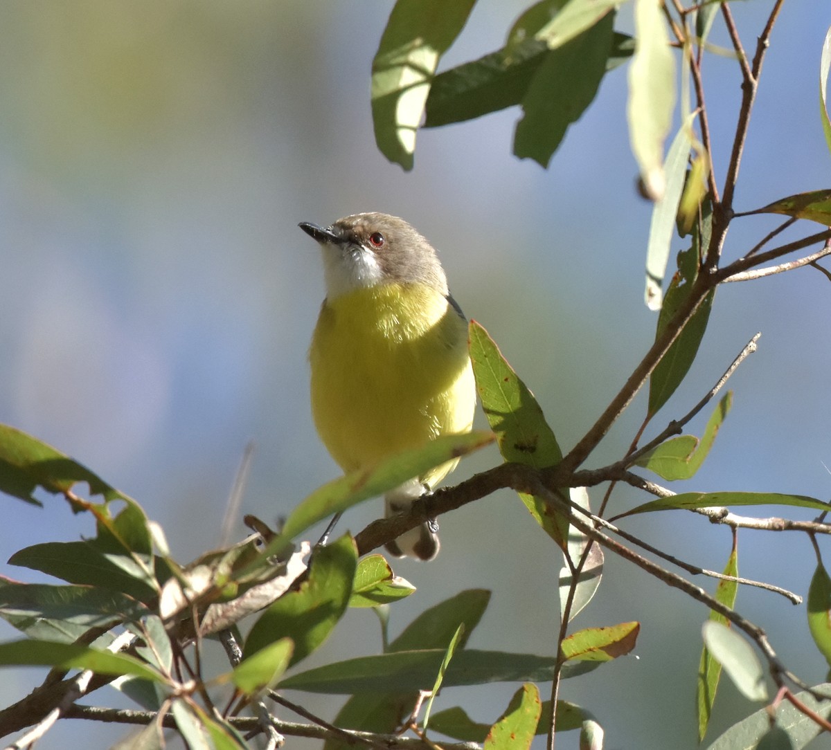 White-throated Gerygone - ML173964361