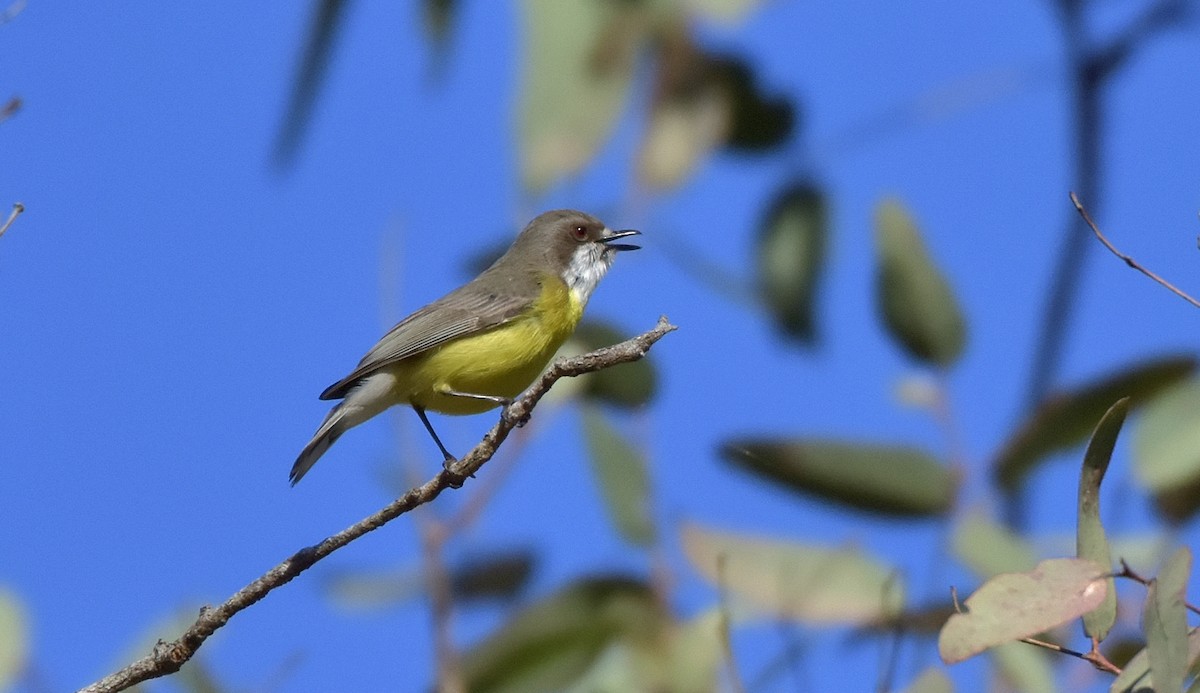 White-throated Gerygone - ML173964371