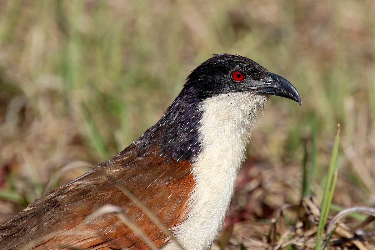 Coppery-tailed Coucal - ML173964391