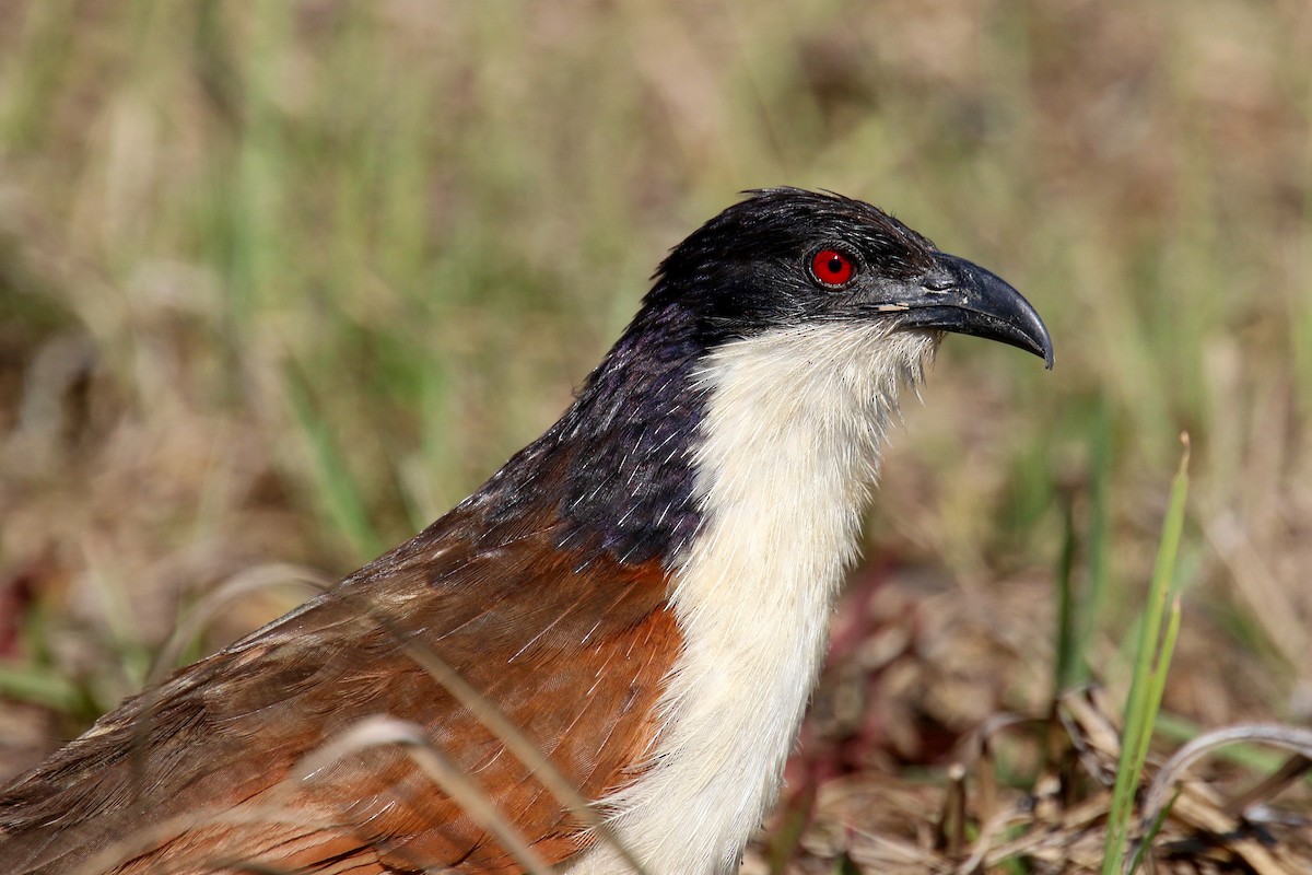 Coucal des papyrus - ML173964391