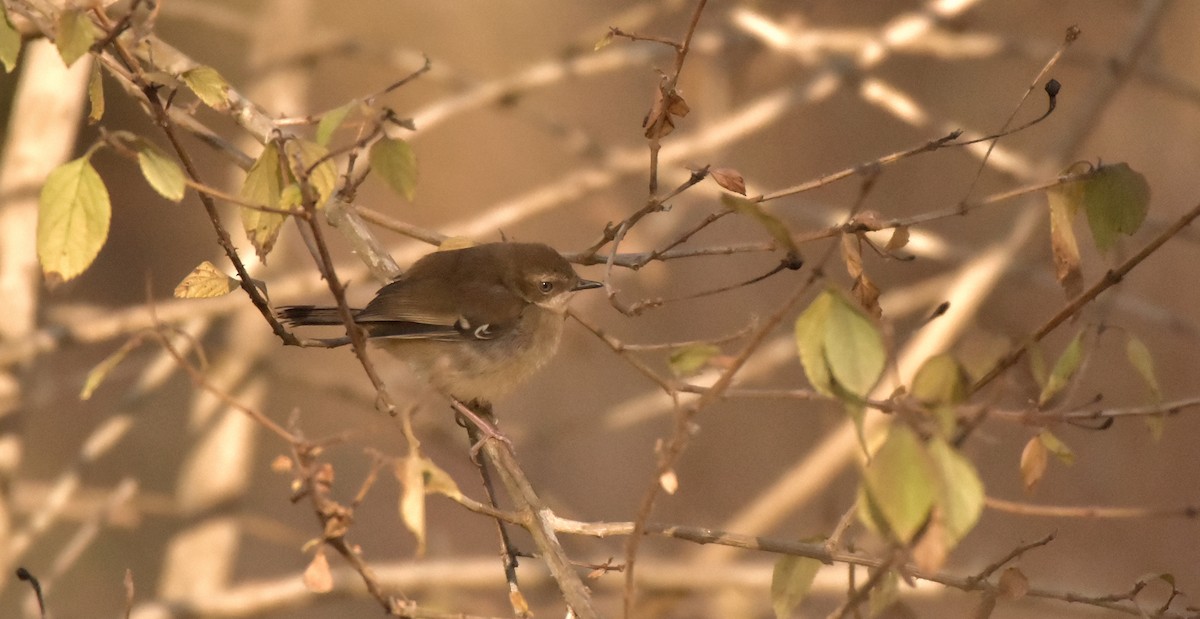 White-browed Scrubwren - ML173964411