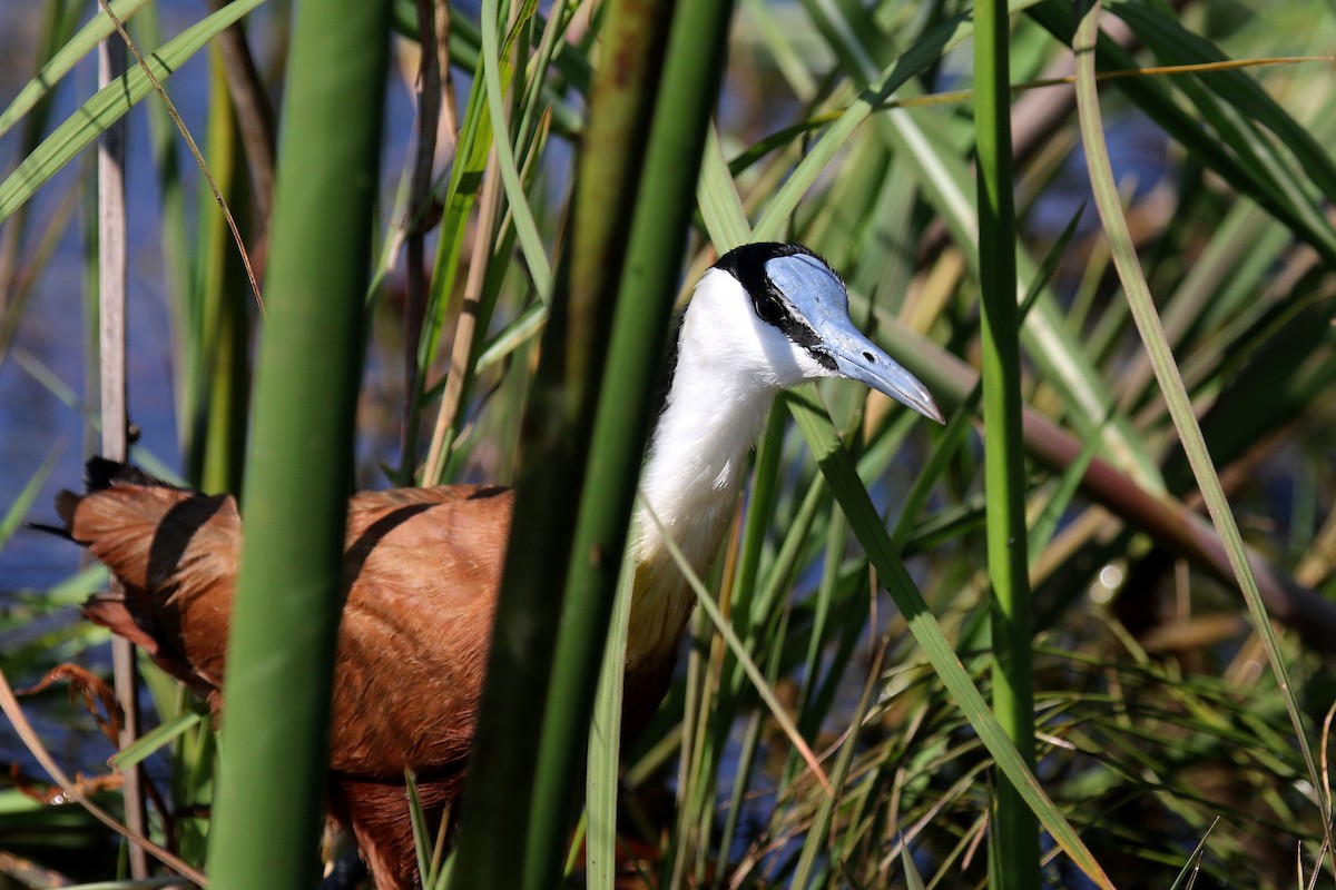 African Jacana - ML173964421