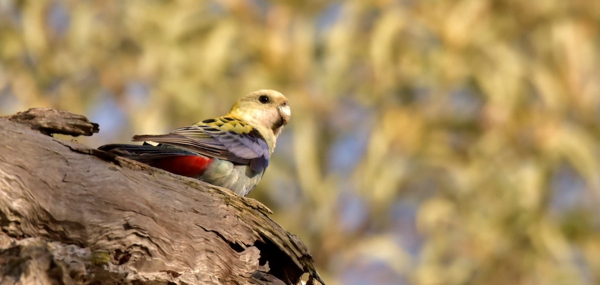 Pale-headed Rosella - Chris Wills