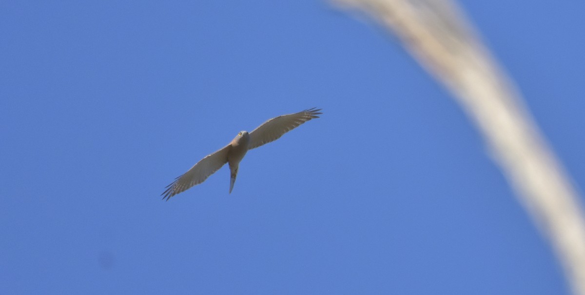 Brown Goshawk - ML173964521