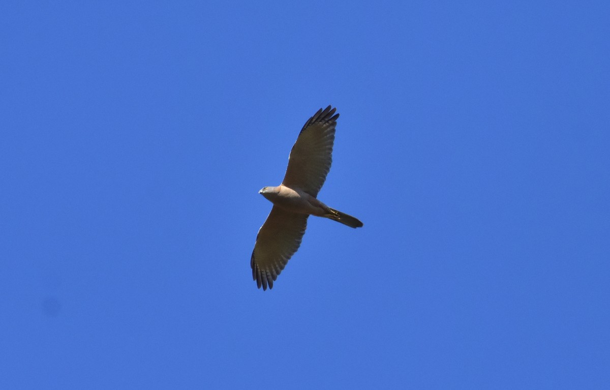 Brown Goshawk - ML173964541