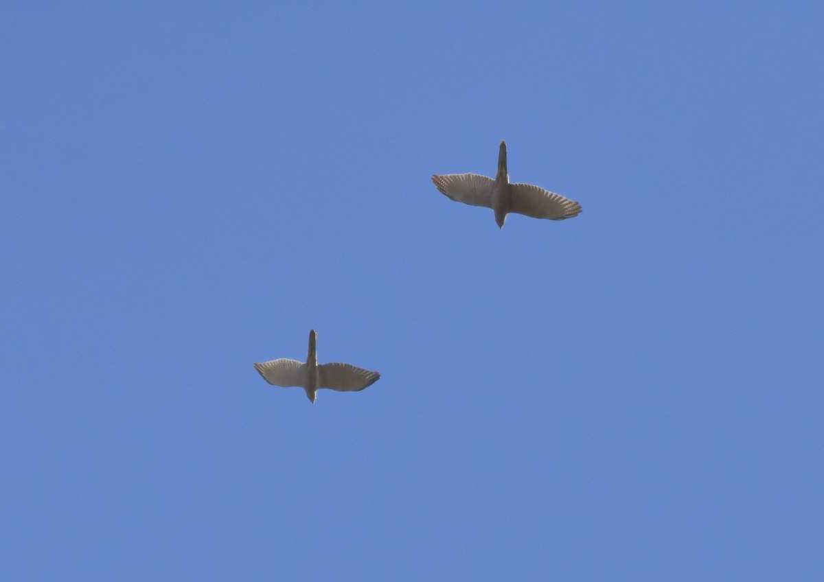 Brown Goshawk - ML173964571