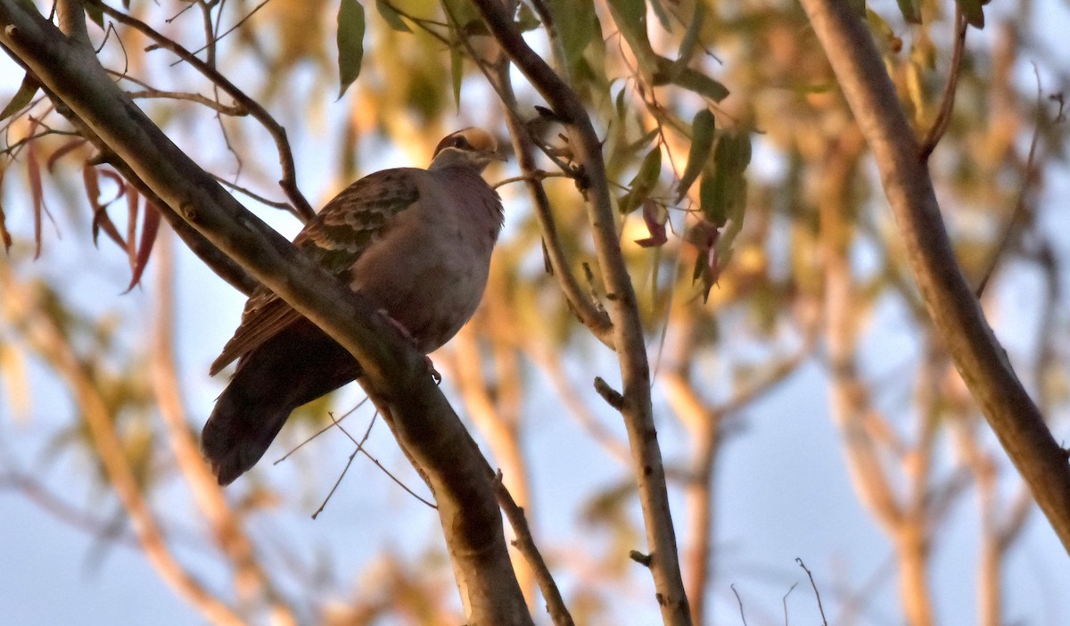 Common Bronzewing - Chris Wills