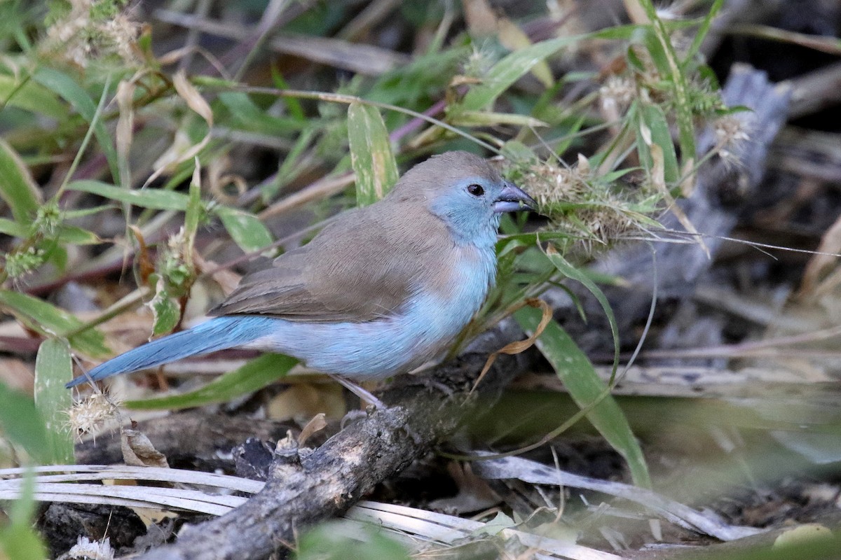 Southern Cordonbleu - ML173964761