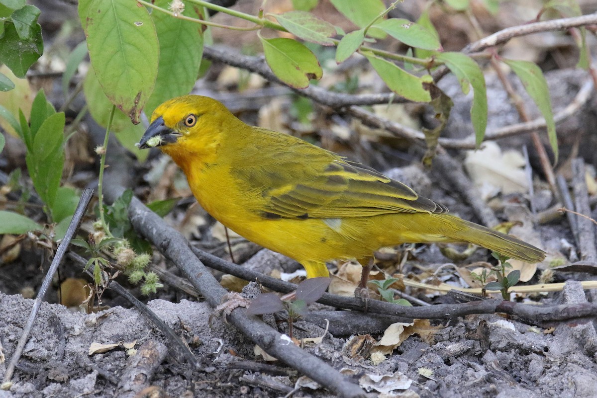 Holub's Golden-Weaver - ML173964781