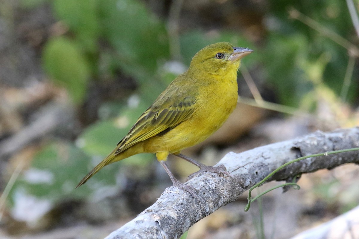 Holub's Golden-Weaver - ML173964791