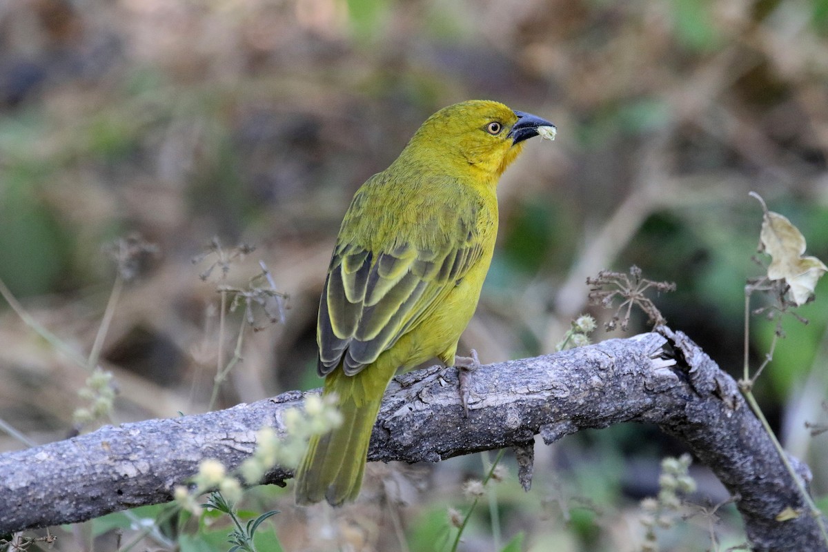 Holub's Golden-Weaver - ML173964801