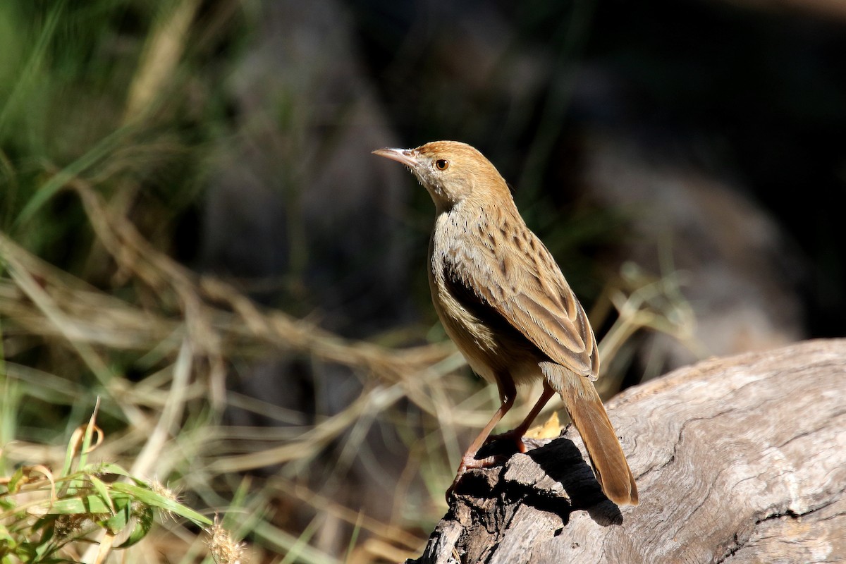 Rattling Cisticola - ML173964821