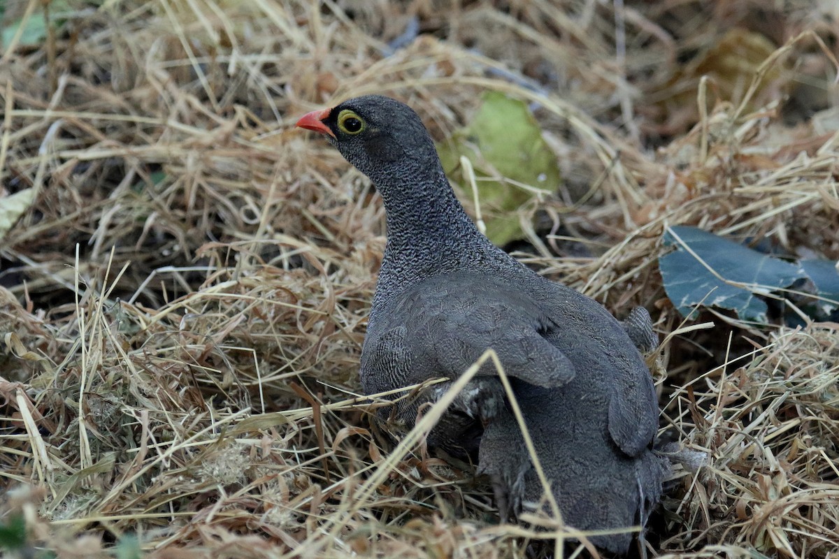 Red-billed Spurfowl - ML173964831