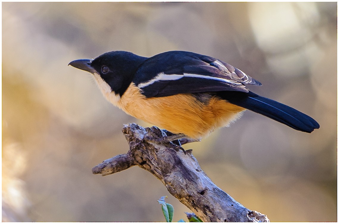 Kızılca Karınlı Bubu - ML173964901