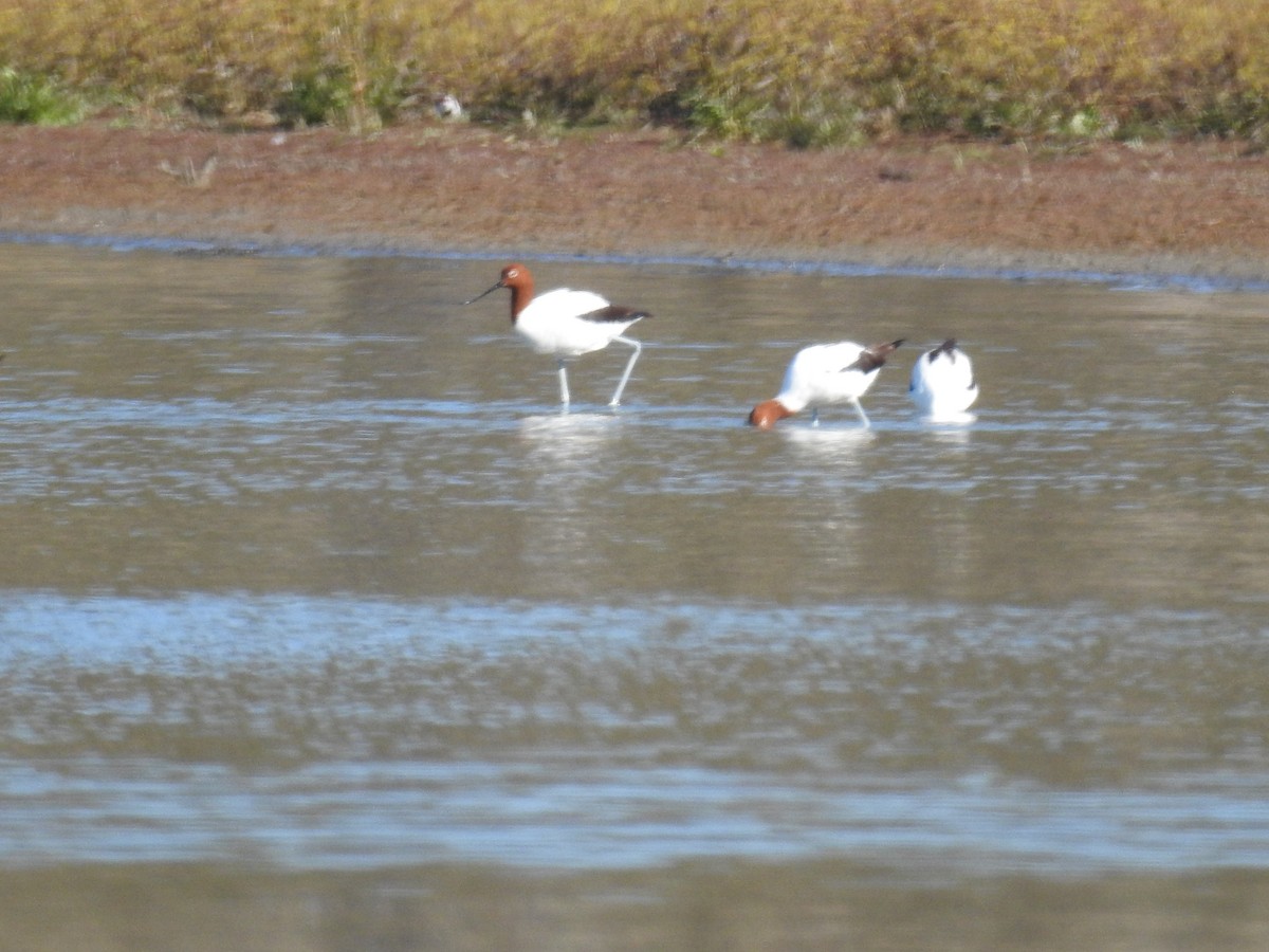 eBird Checklist - 24 Aug 2019 - Lake Meran - 41 species