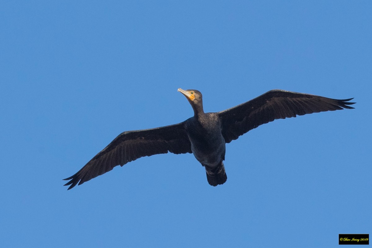 Great Cormorant - ML173966701