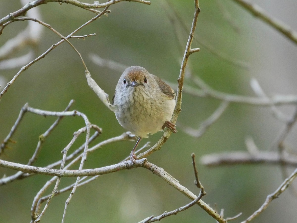 Малая шипоклювка - ML173968041