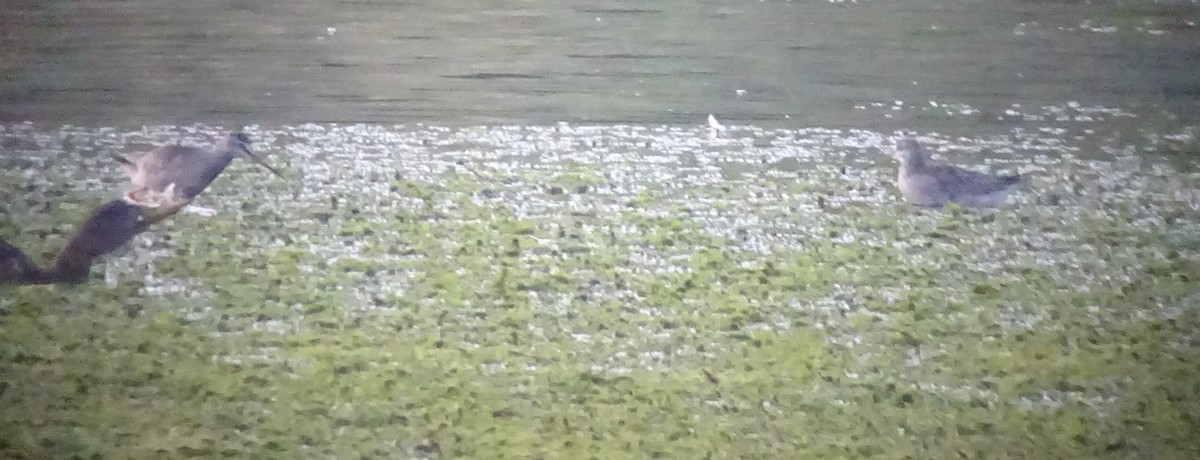 Spotted Redshank - Paolo Matteucci