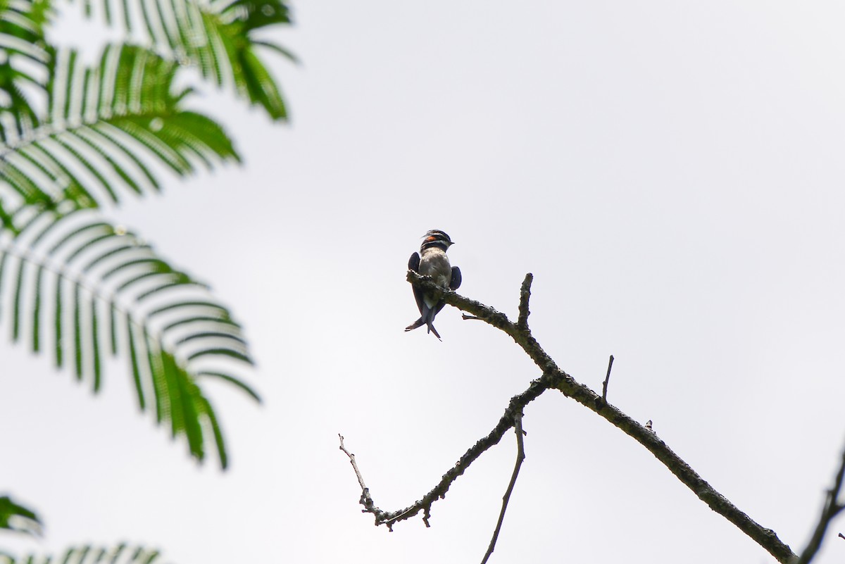 Whiskered Treeswift - ML173970371