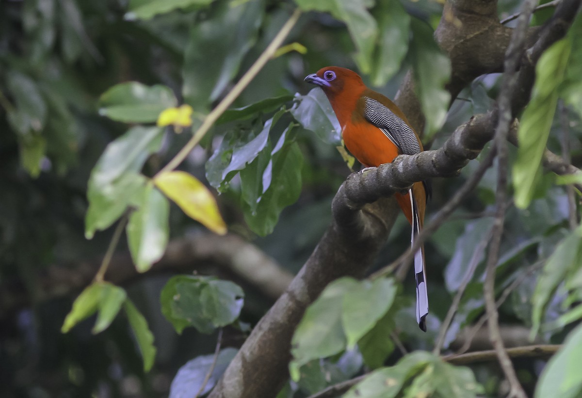 Red-headed Trogon - Sayam U. Chowdhury