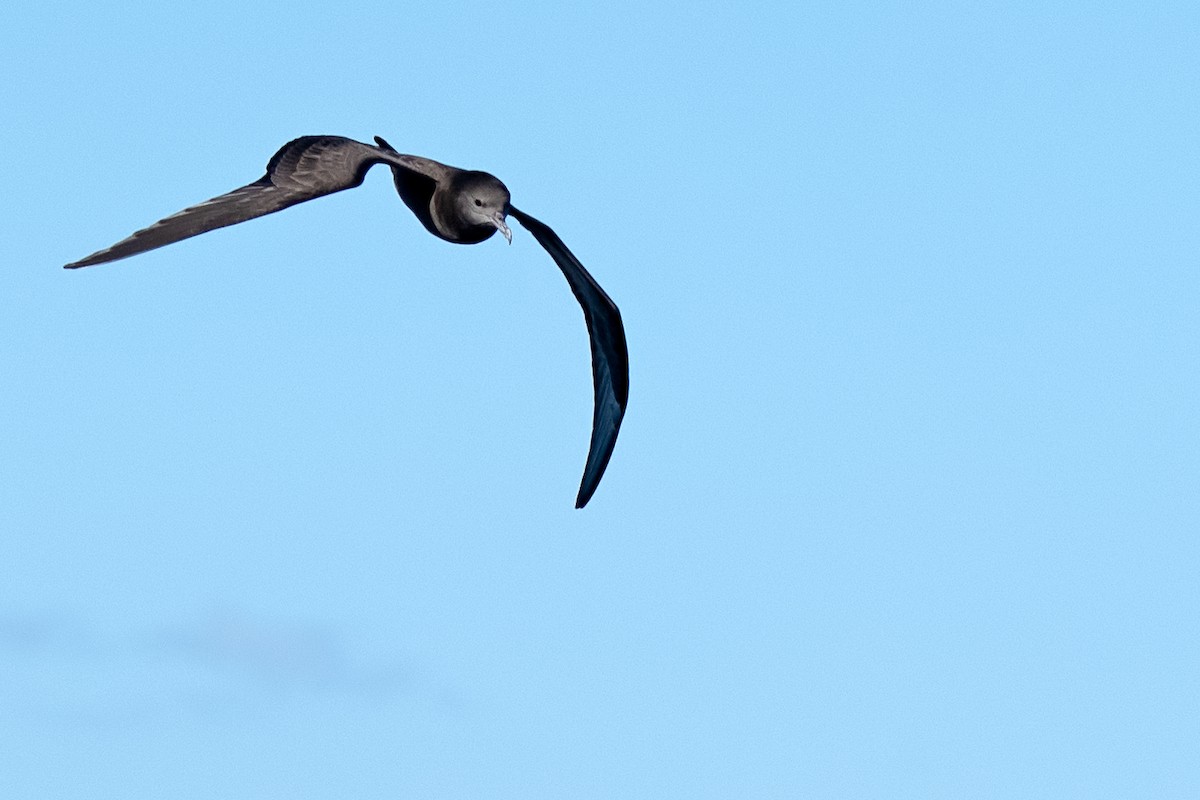 Wedge-tailed Shearwater - Hayley Alexander